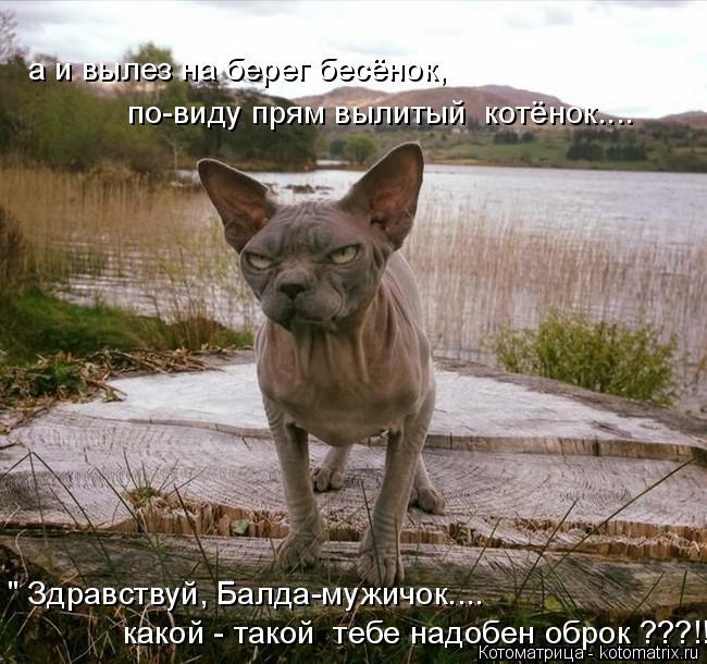 Котоматрица: " Здравствуй, Балда-мужичок.... какой - такой  тебе надобен оброк ???!!! " а и вылез на берег бесёнок,  по-виду прям вылитый  котёнок....