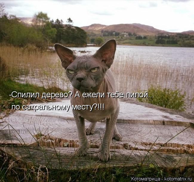 Котоматрица: -Спилил дерево? А ежели тебе пилой.. по сакральному месту?!!!