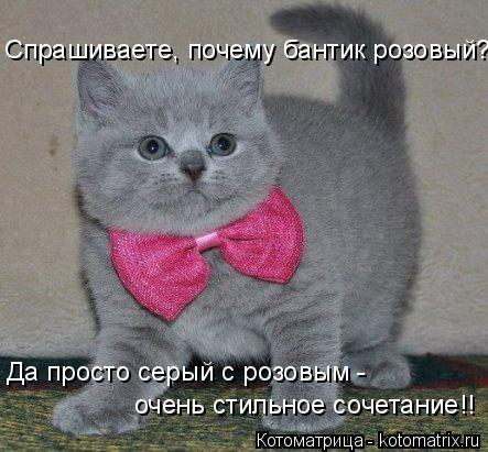 Котоматрица: Спрашиваете, почему бантик розовый?! Да просто серый с розовым -  очень стильное сочетание!!