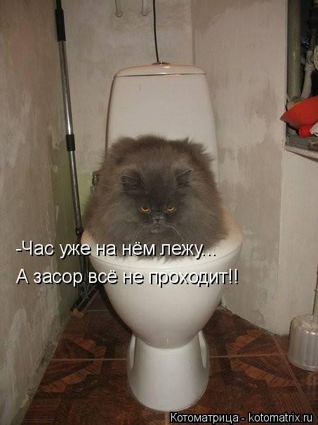 Котоматрица: -Час уже на нём лежу... А засор всё не проходит!!