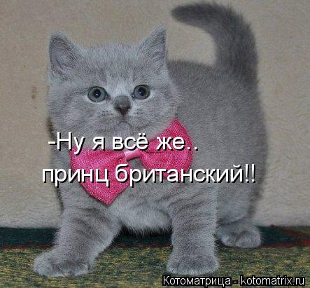Котоматрица: -Ну я всё же.. принц британский!!