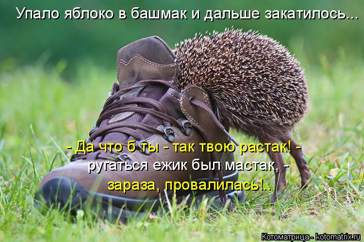 Котоматрица: Упало яблоко в башмак и дальше закатилось... - Да что б ты - так твою растак! -  ругаться ежик был мастак, -  зараза, провалилась!..