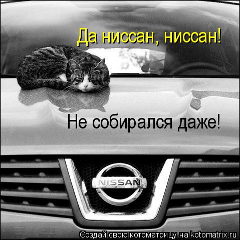Да ниссан, ниссан! Не собирался даже!... Котоматрица: Да ниссан, ниссан! Не собирался даже!