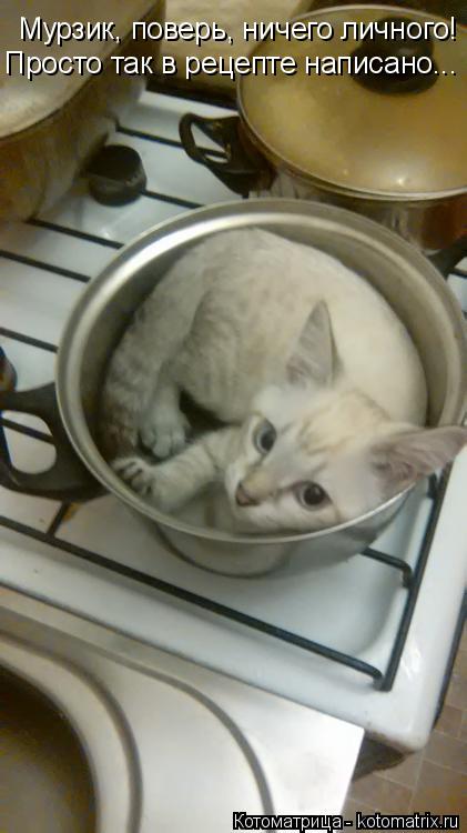 Котоматрица: Мурзик, поверь, ничего личного! Просто так в рецепте написано...