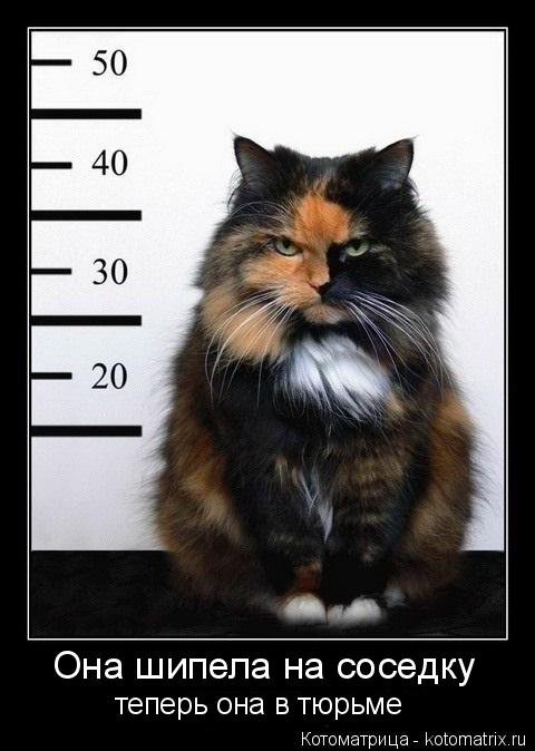 Котоматрица: Она шипела на соседку теперь она в тюрьме