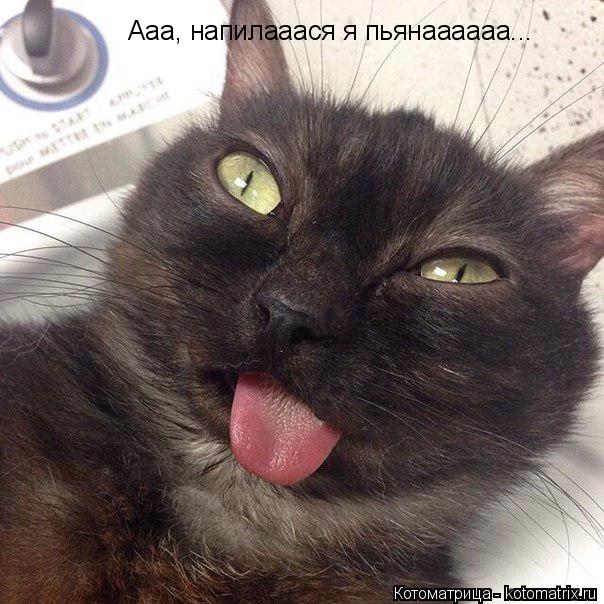 Ааа, напилааася я пьянаааааа...... Котоматрица: Ааа, напилааася я пьянаааааа...
