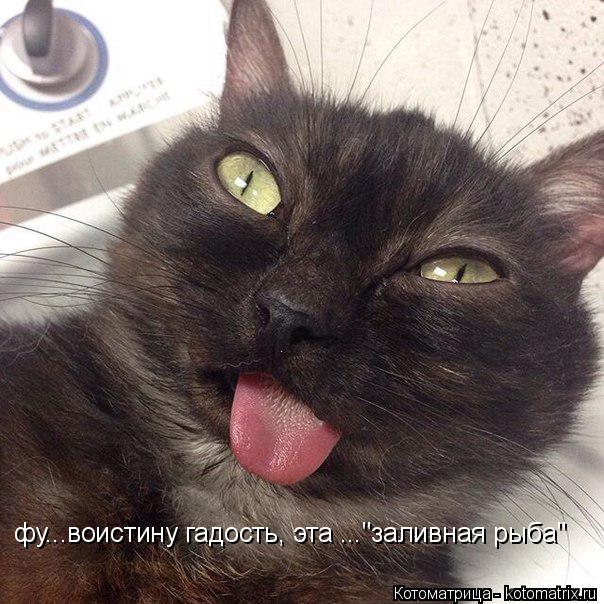 Котоматрица: фу...воистину гадость, эта ..."заливная рыба"