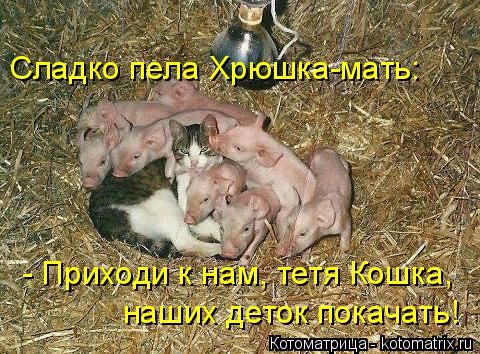 Котоматрица: Сладко пела Хрюшка-мать: - Приходи к нам, тетя Кошка,  наших деток покачать!