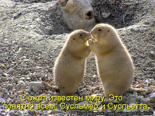 Котоматрица: Сюжет известен миру. Это понятно всем: Сусльмео и Сусльетта