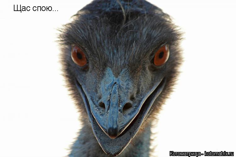 Щас спою...... Котоматрица: Щас спою...