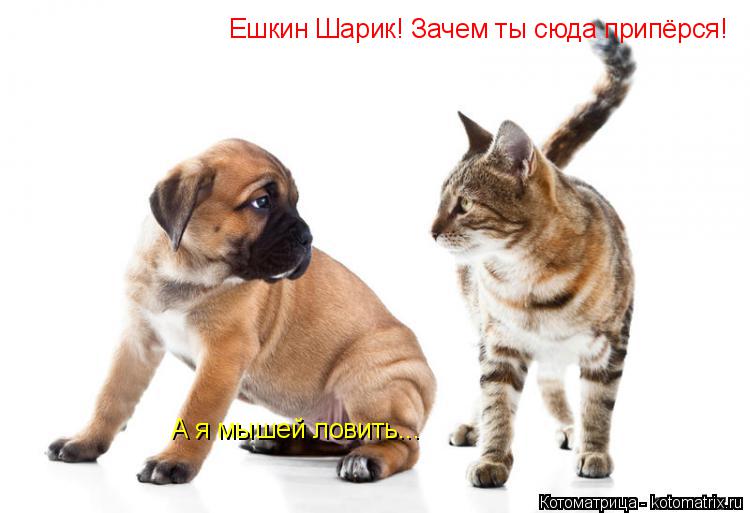 Ешкин Шарик! Зачем ты сюда припёрся! А я мышей ловить...... Котоматрица: Ешкин Шарик! Зачем ты сюда припёрся! А я мышей ловить...