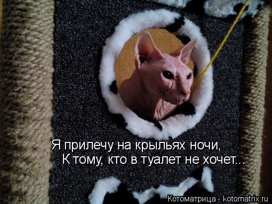 Я прилечу на крыльях ночи, К тому, кто в туалет не хочет...... Котоматрица: Я прилечу на крыльях ночи, К тому, кто в туалет не хочет...