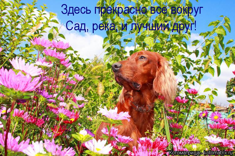Здесь прекрасно все вокруг Сад, река, и лучший друг!... Котоматрица: Здесь прекрасно все вокруг Сад, река, и лучший друг!