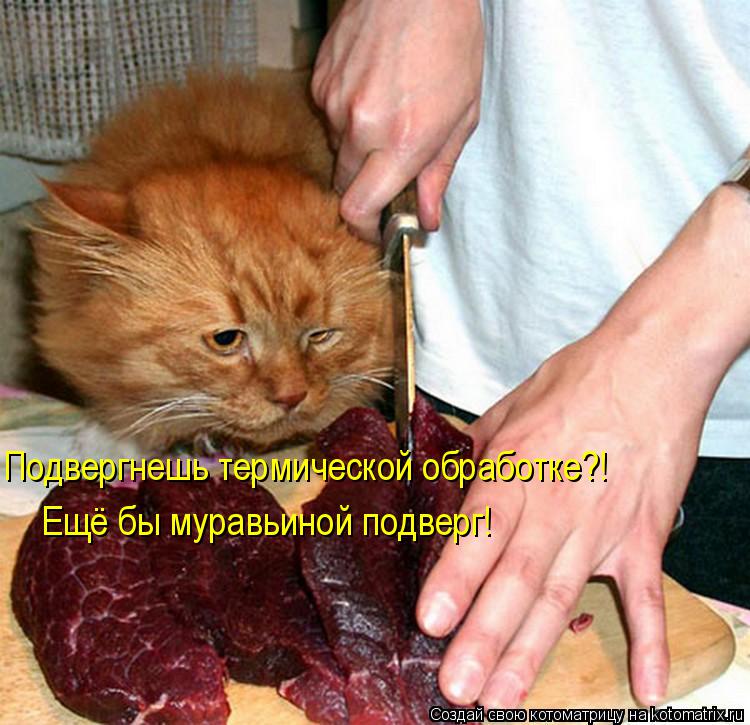 Подвергнешь термической обработке?! Ещё бы муравьиной подверг!... Котоматрица: Подвергнешь термической обработке?! Ещё бы муравьиной подверг!
