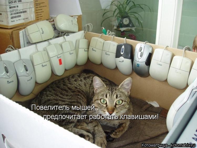 Котоматрица: Повелитель мышей..  предпочитает работать клавишами!