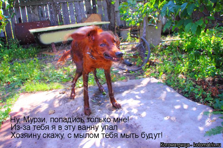 Ну, Мурзи, попадись только мне! Из-за тебя я в эту ванну упал Хозяину скажу, с мылом тебя мыть будут!... Котоматрица: Ну, Мурзи, попадись только мне! Из-за тебя я в эту ванну упал Хозяину скажу, с мылом тебя мыть будут!