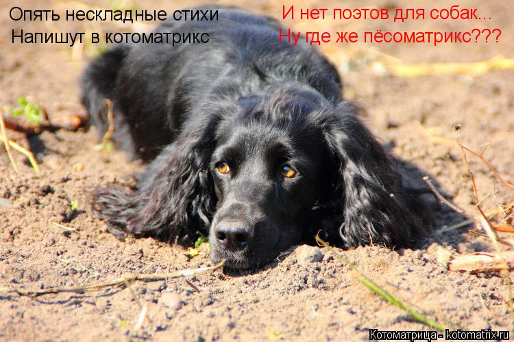 Опять нескладные стихи Напишут в котоматрикс И нет поэтов для собак... Ну где же пёсоматрикс???... Котоматрица: Опять нескладные стихи Напишут в котоматрикс И нет поэтов для собак... Ну где же пёсоматрикс???