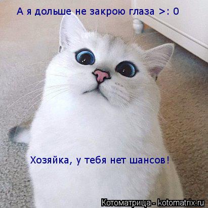 А я дольше не закрою глаза >: 0 Хозяйка, у тебя нет шансов!... Котоматрица: А я дольше не закрою глаза >: 0 Хозяйка, у тебя нет шансов!