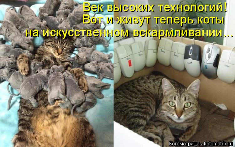 Век высоких технологий! Вот и живут теперь коты на искусственном вскармливании...... Котоматрица: Век высоких технологий! Вот и живут теперь коты на искусственном вскармливании...