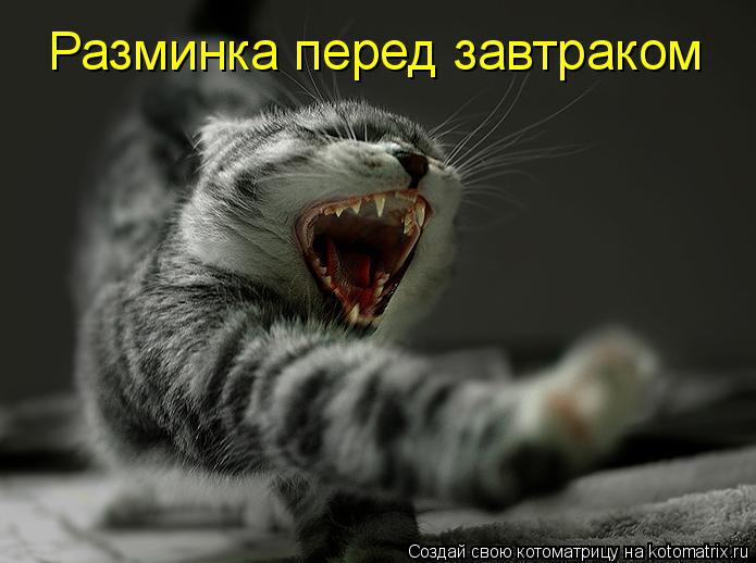 Разминка перед завтраком... Котоматрица: Разминка перед завтраком