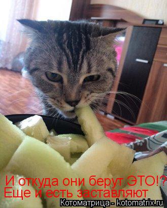 И откуда они берут ЭТО!? Еще и есть заставляют... Котоматрица: И откуда они берут ЭТО!? Еще и есть заставляют