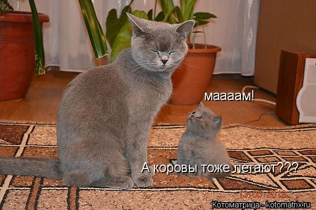 маааам! А коровы тоже летают???... Котоматрица: маааам! А коровы тоже летают???
