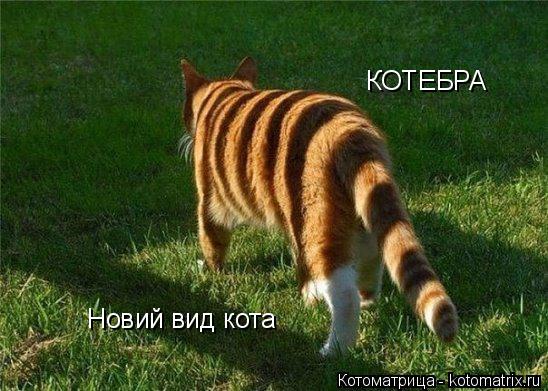 Котоматрица: Новий вид кота КОТЕБРА