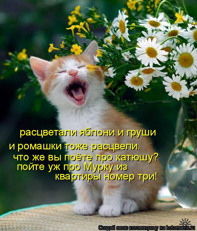 расцветали яблони и груши и ромашки тоже расцвели. что же вы поёте про катюшу? пойте уж про Мурку из ... Котоматрица: расцветали яблони и груши и ромашки тоже расцвели. что же вы поёте про катюшу? пойте уж про Мурку из квартиры номер три!
