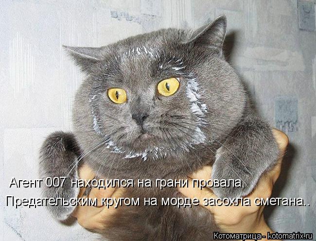 Котоматрица: Агент 007 находился на грани провала, Предательским кругом на морде засохла сметана..