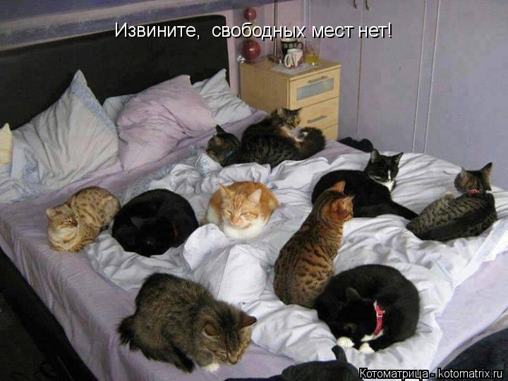 Котоматрица: Извините,  свободных мест нет!