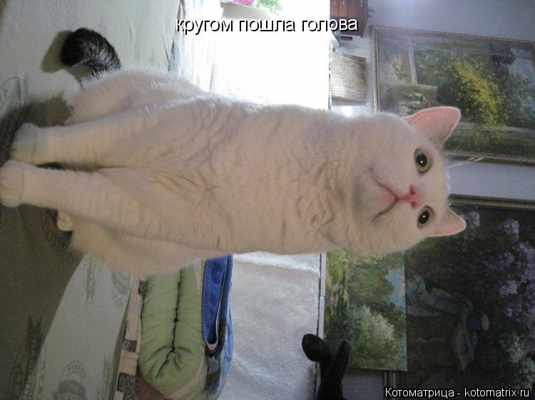 кругом пошла голова... Котоматрица: кругом пошла голова