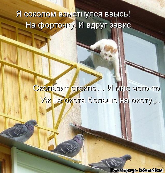 Котоматрица: Я соколом взметнулся ввысь! На форточку. И вдруг завис. Скользит стекло… И мне чего-то Уж не охота больше на охоту…