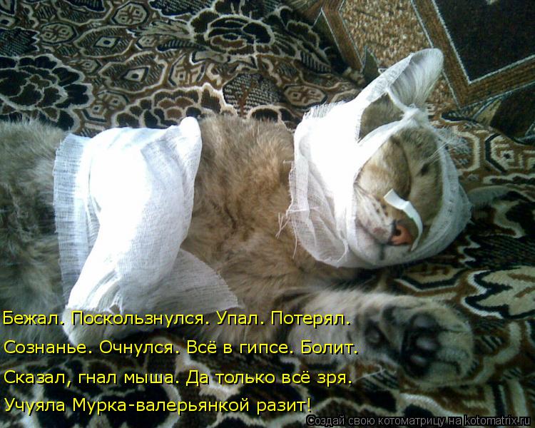 Котоматрица: Учуяла Мурка-валерьянкой разит! Сказал, гнал мыша. Да только всё зря. Сознанье. Очнулся. Всё в гипсе. Болит. Бежал. Поскользнулся. Упал. Потеря