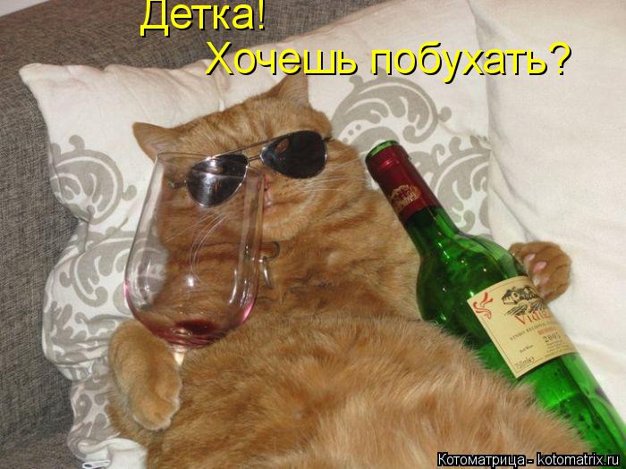 Котоматрица: Детка! Хочешь побухать?