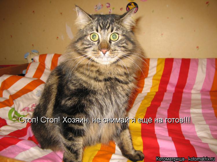 Котоматрица: Стоп! Стоп! Хозяин, не снимай я ещё на готов!!!