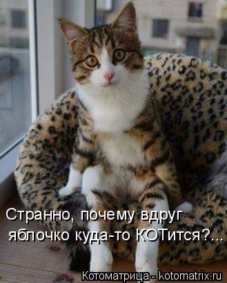 Котоматрица: Странно, почему вдруг  яблочко куда-то КОТится?...