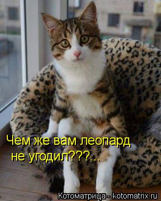 Котоматрица: Чем же вам леопард не угодил???...