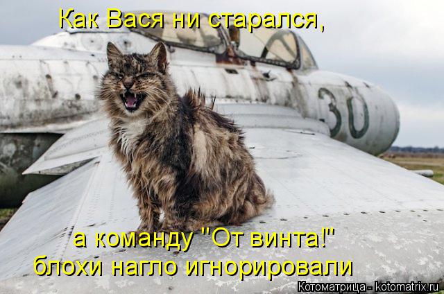 а команду "От винта!" блохи нагло игнорировали Как Вася ни старался,... Котоматрица: а команду "От винта!" блохи нагло игнорировали Как Вася ни старался,