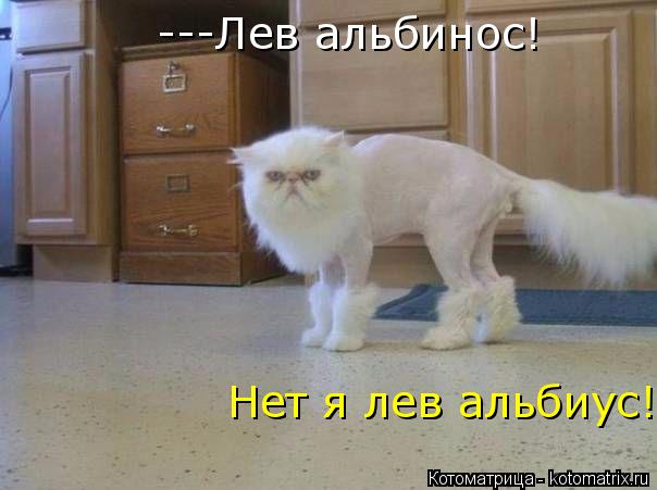 ---Лев альбинос! Нет я лев альбиус!... Котоматрица: ---Лев альбинос! Нет я лев альбиус!