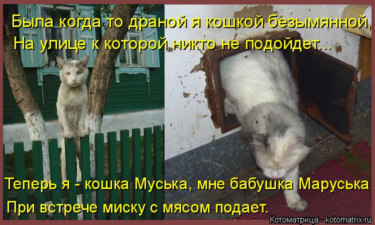 Котоматрица: На улице к которой никто не подойдет... Теперь я - кошка Муська, мне бабушка Маруська При встрече миску с мясом подает. Была когда то драной я 