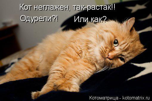 Котоматрица: Кот неглажен, так-растак!! Одурели?! Или как?