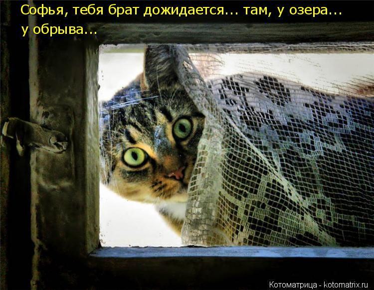 Котоматрица: Софья, тебя брат дожидается... там, у озера... у обрыва... у обрыва...