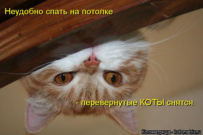 Котоматрица: Неудобно спать на потолке  - перевернутые КОТЫ снятся - перевернутые КОТЫ снятся