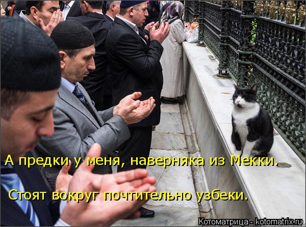 Котоматрица: Стоят вокруг почтительно узбеки. А предки у меня, наверняка из Мекки.