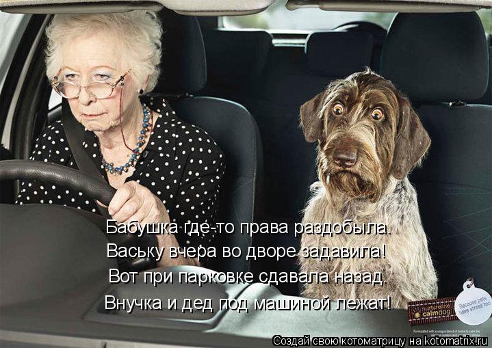 Бабушка где-то права раздобыла. Ваську вчера во дворе задавила! Вот при парковке сдавала назад. Внучк... Котоматрица: Бабушка где-то права раздобыла. Ваську вчера во дворе задавила! Вот при парковке сдавала назад. Внучка и дед под машиной лежат!