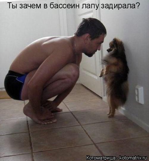Ты зачем в бассеин лапу задирала?... Котоматрица: Ты зачем в бассеин лапу задирала?