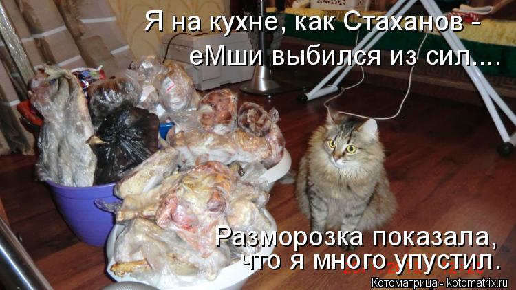 что я много упустил. Я на кухне, как Стаханов - еМши выбился из сил.... Разморозка показала,... Котоматрица: что я много упустил. Я на кухне, как Стаханов - еМши выбился из сил.... Разморозка показала,