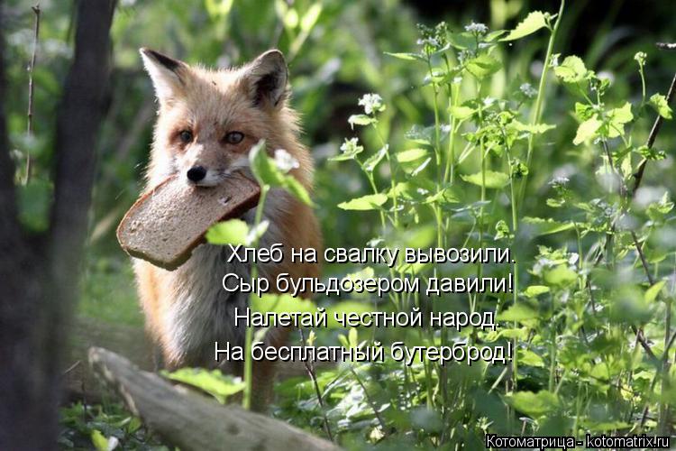 Хлеб на свалку вывозили. Сыр бульдозером давили! Налетай честной народ. На бесплатный бутерброд!... Котоматрица: Хлеб на свалку вывозили. Сыр бульдозером давили! Налетай честной народ. На бесплатный бутерброд!