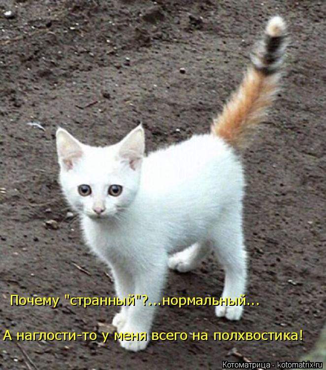 А наглости-то у меня всего на полхвостика! Почему "странный"?...нормальный...... Котоматрица: А наглости-то у меня всего на полхвостика! Почему "странный"?...нормальный...