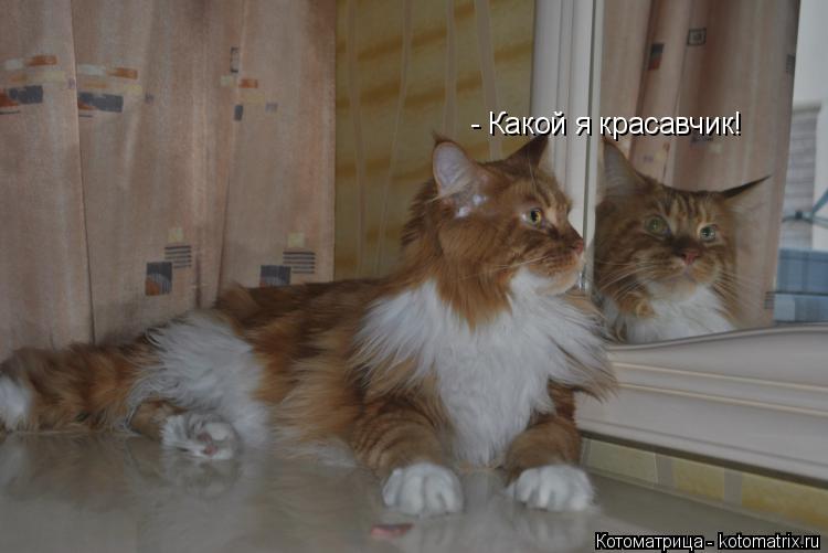 - Какой я красавчик!... Котоматрица: - Какой я красавчик!